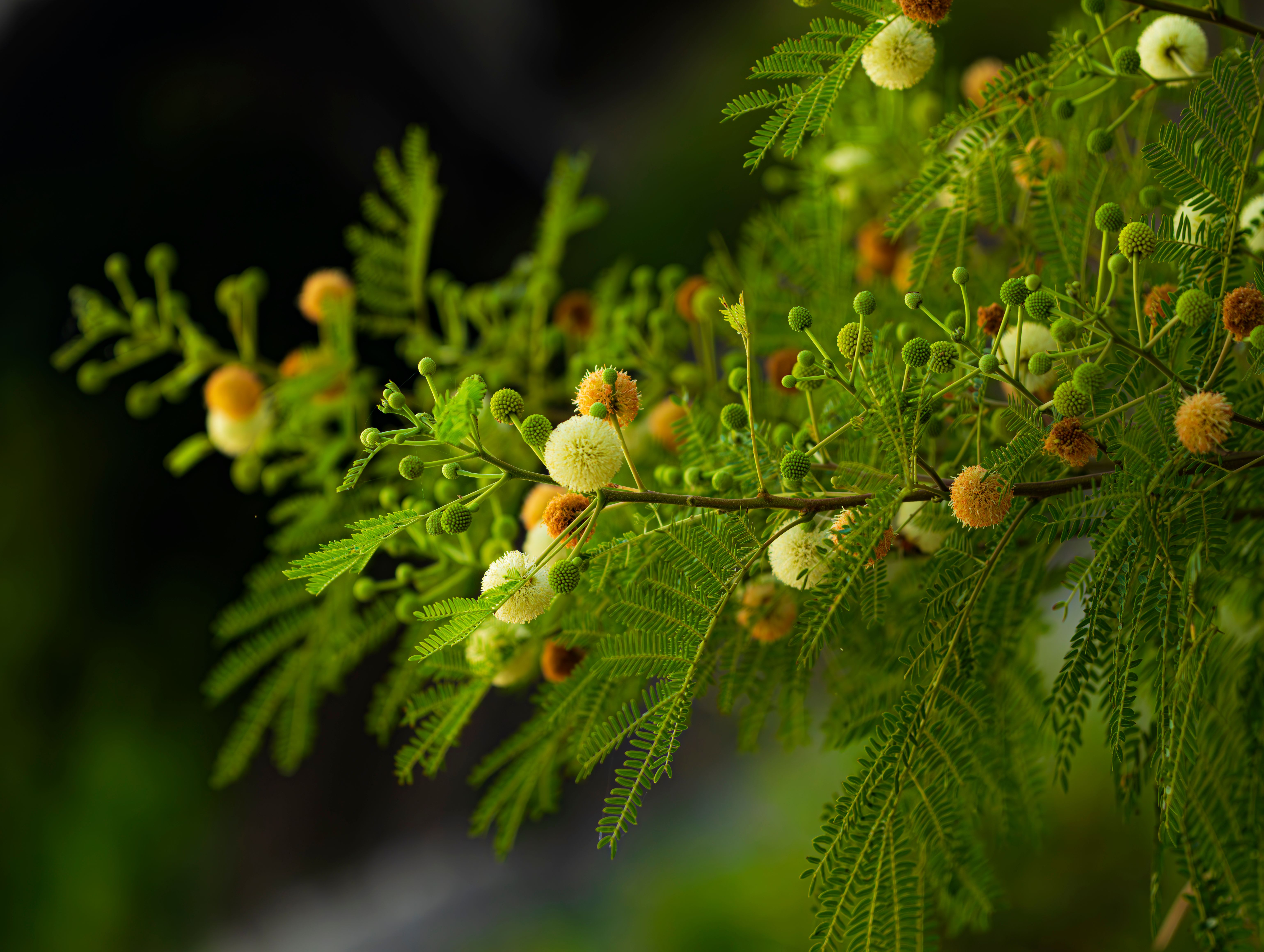 A close up of a tree with small fruits, Sudan
