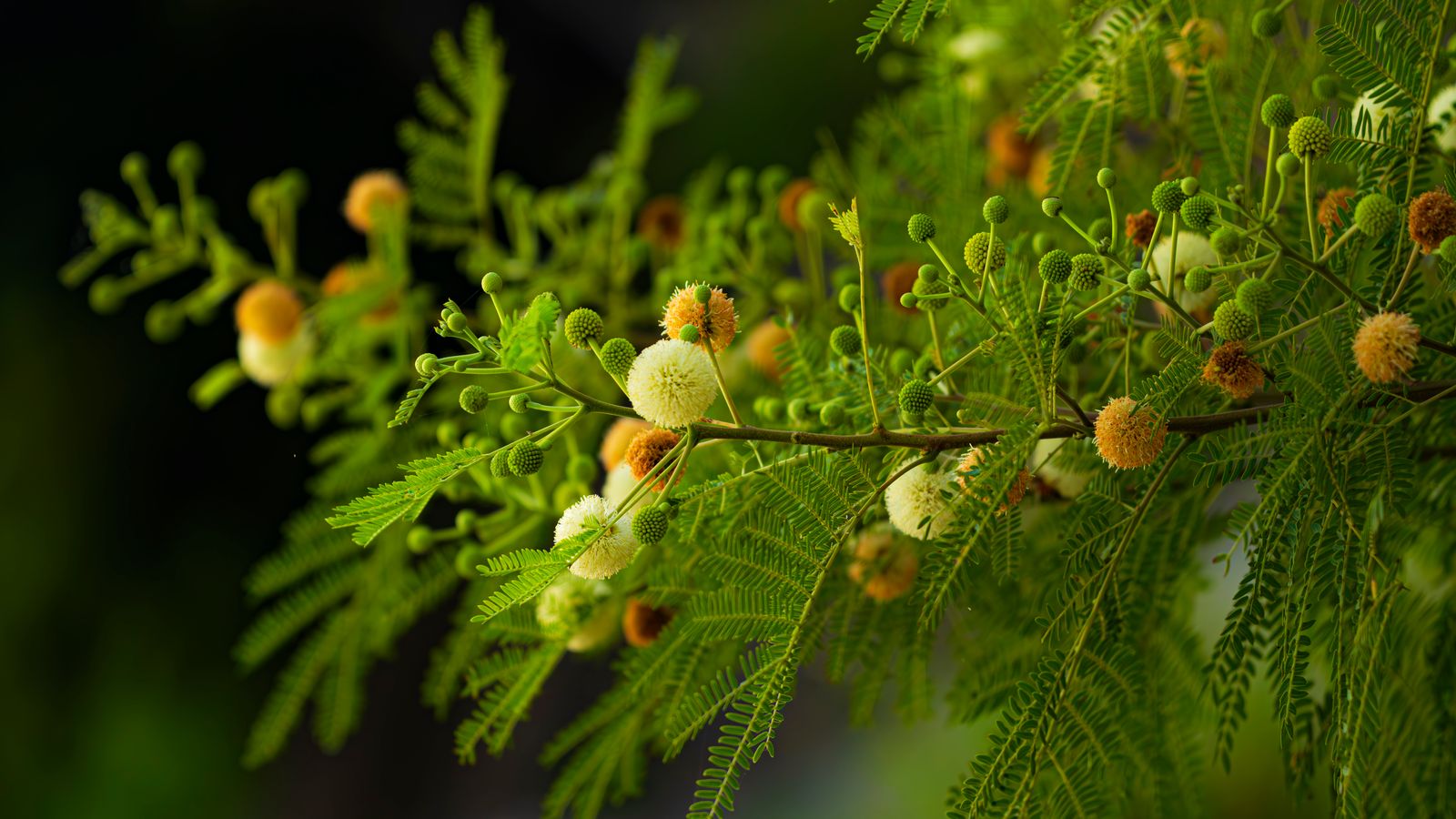A close up of a tree with small fruits, Sudan