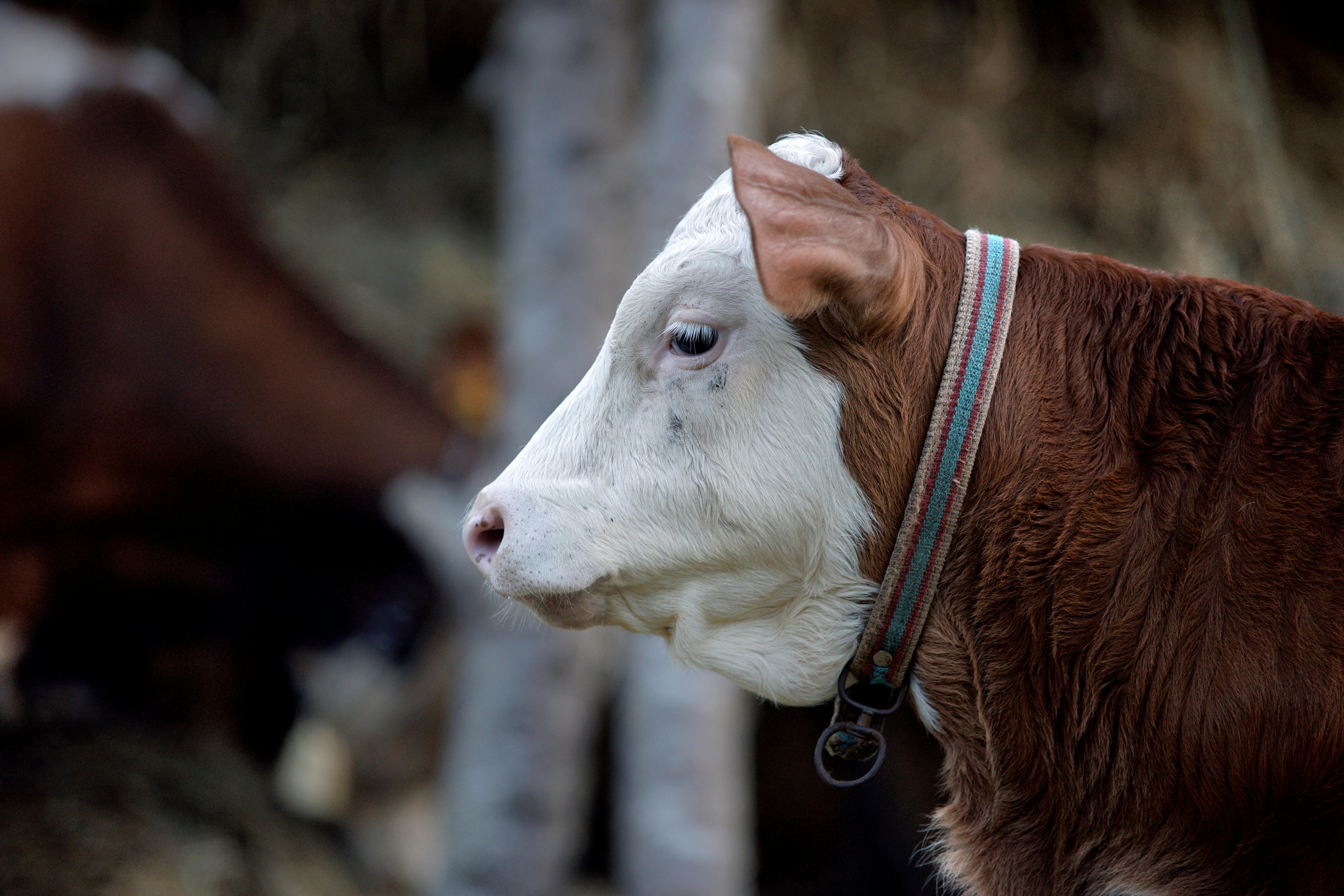 Gratuit Imagine de stoc gratuită din adorabil, agricol, agricultură Fotografie de stoc