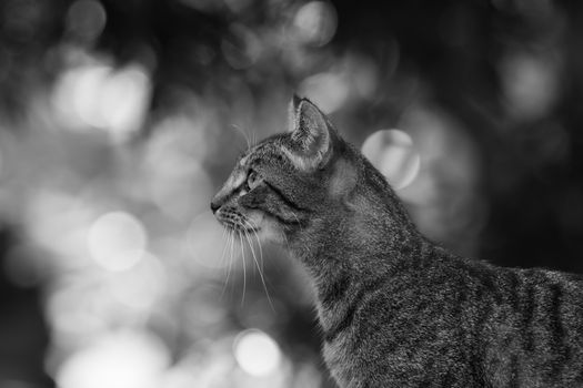 A captivating side profile of a domestic cat in black and white, highlighting its serene beauty.