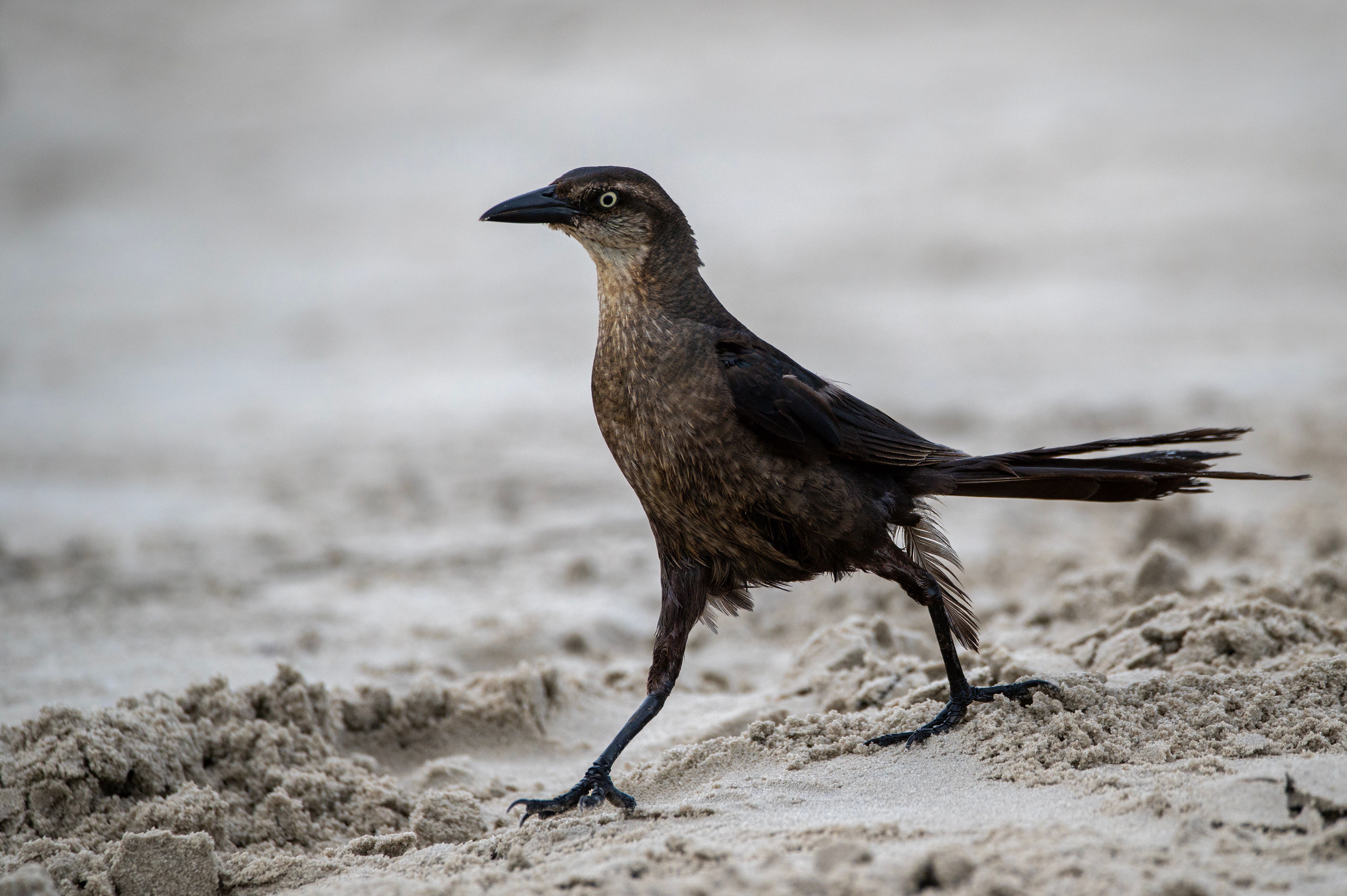 A bird walking on the beach · Free Stock Photo