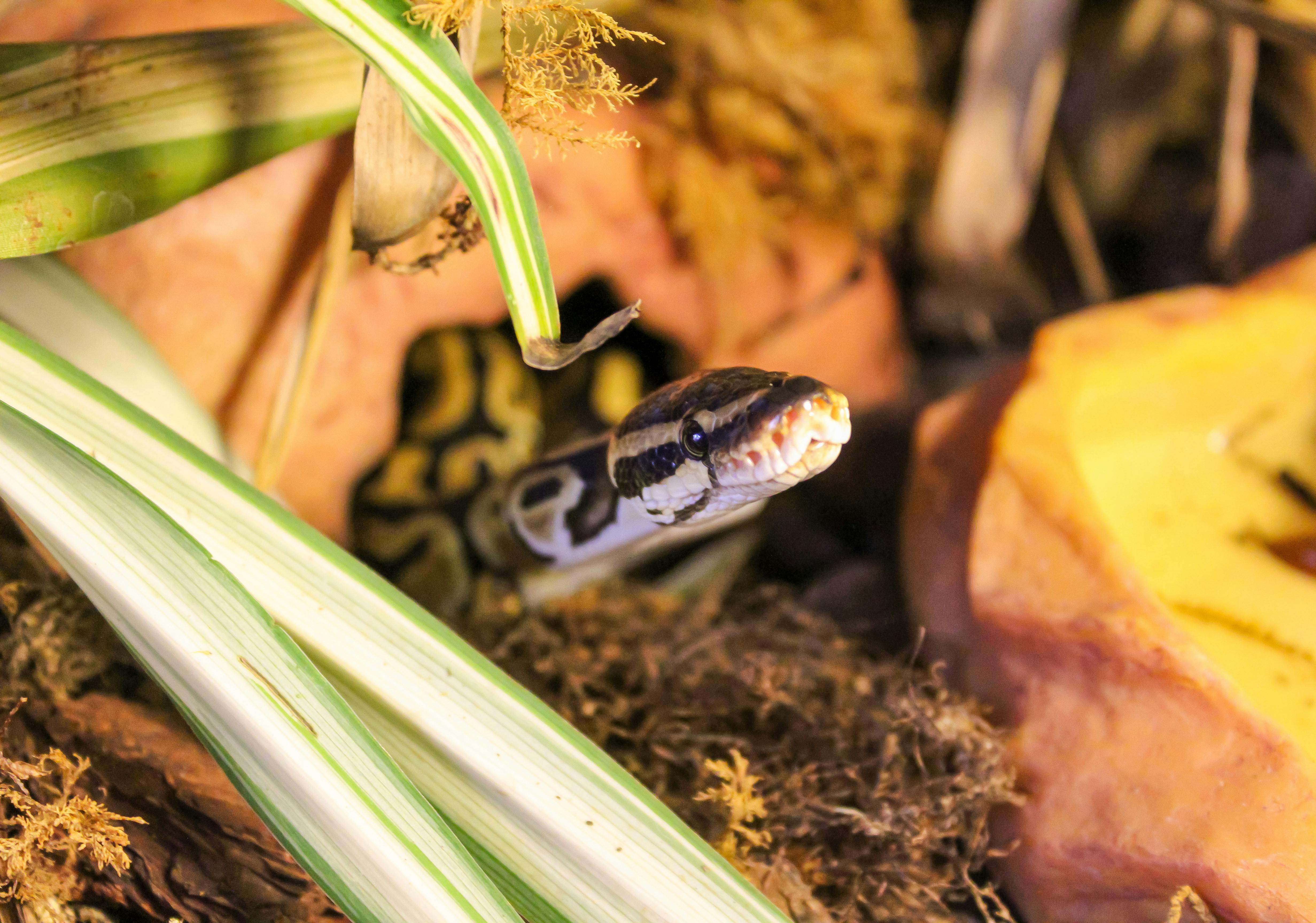 Ball Python — Phantom male, CB 2024