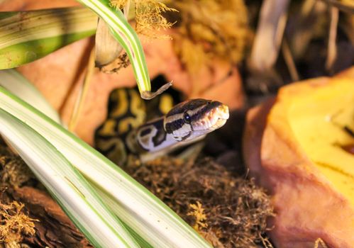 Ball Python Found at Ontario Sewage Plant in Wild Rescue Story