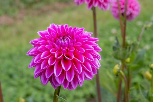 Close-up of a vibrant pink dahlia flower in full bloom in a garden during summer.