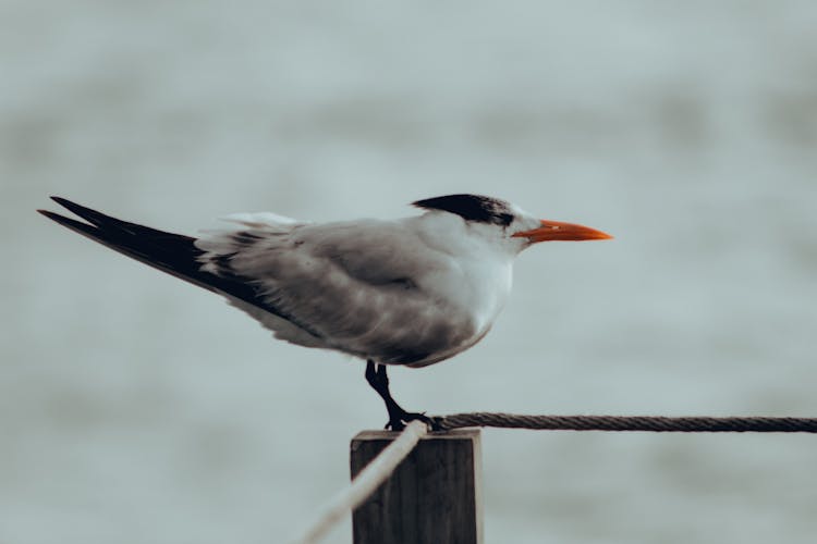 Sea Swallow On Wooden Surface Near Sea Water