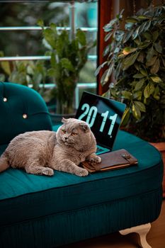 A majestic British Shorthair cat lounging on a teal sofa next to a laptop in a warmly lit room.