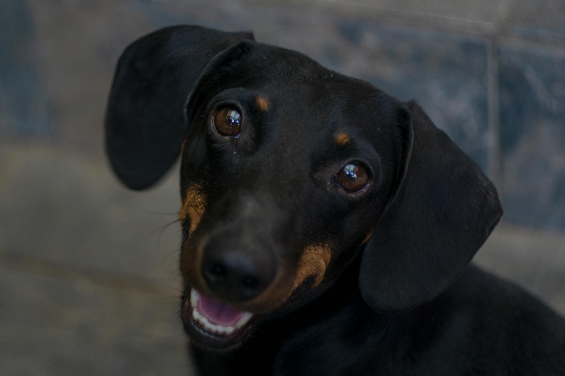 Een zwarte en bruine hond met een zwarte en bruine kraag