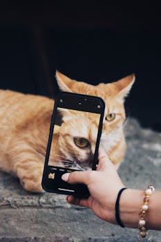 A person takes a close-up shot of a ginger cat using a smartphone. The cat's face is zoomed in on the phone screen.