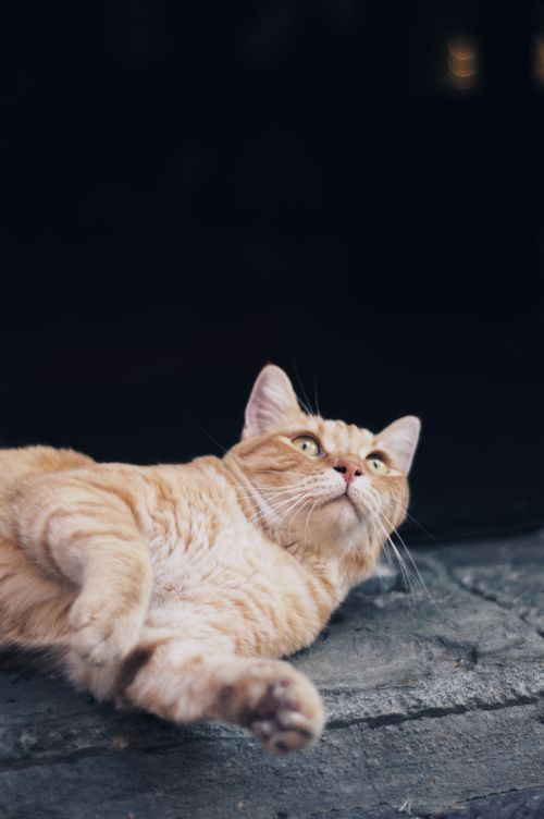 Free Charming ginger cat lying sideways on the pavement, gazing upward with curiosity. Stock Photo