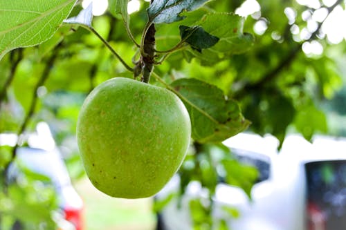 Základová fotografie zdarma na téma apple, ovoce, strom