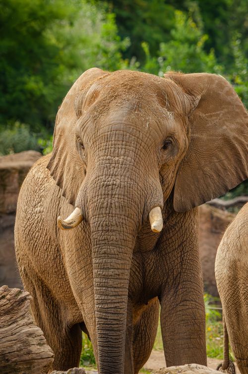 Free A close-up of a majestic African elephant showcasing its natural habitat and immense strength. Stock Photo