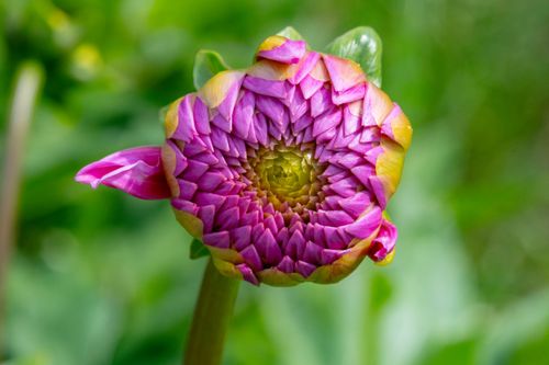 Free Close-up of a vibrant pink dahlia flower blooming in a garden setting, showcasing intricate petal detail. Stock Photo