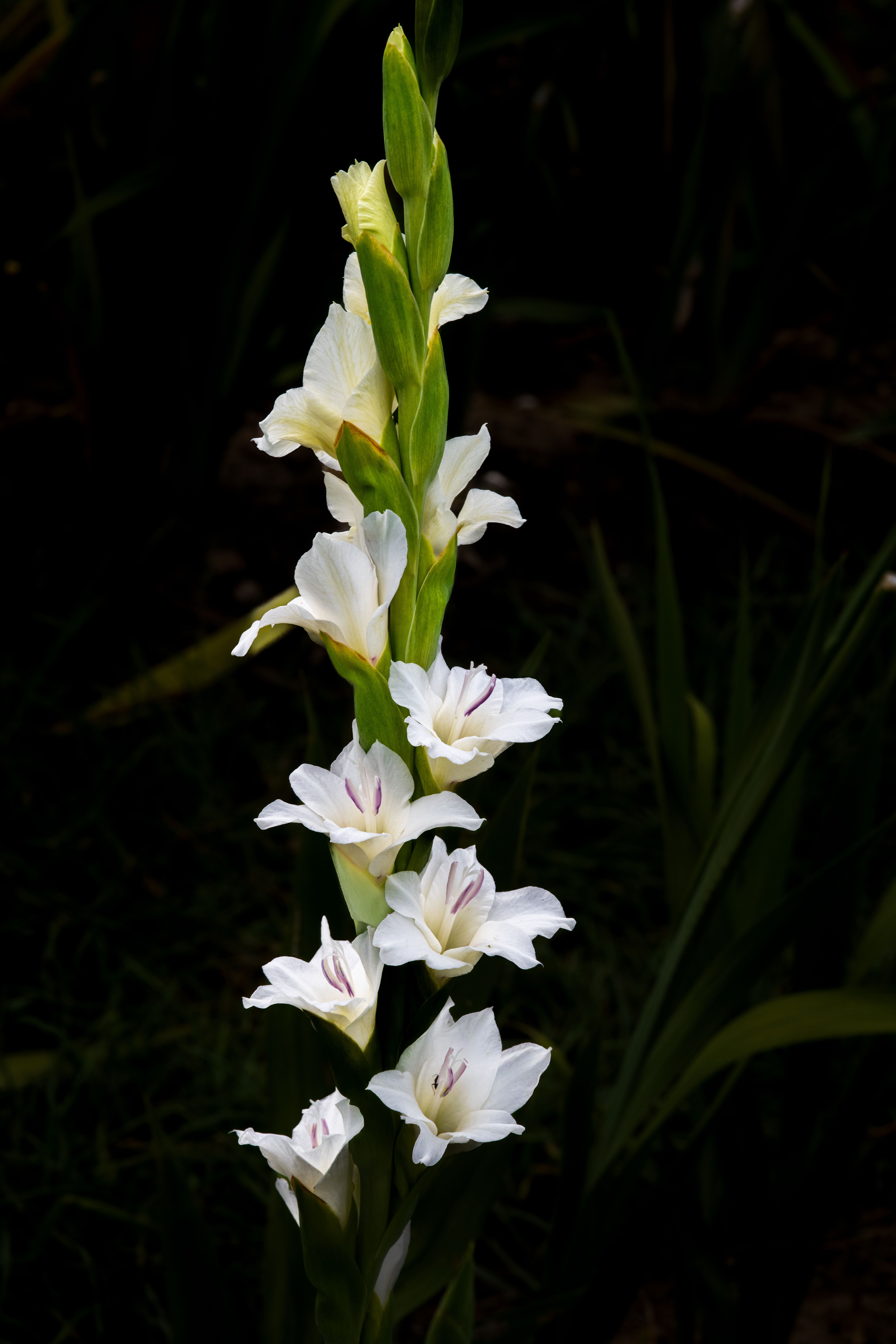 A striking white gladiolus flower stands tall, showcasing its elegant petals in a green garden setting.