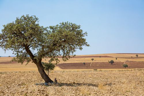 Free Solitary tree stands in a vast, dry countryside field under a clear summer sky. Stock Photo