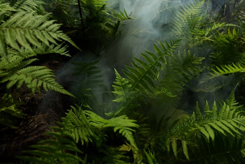 Základová fotografie zdarma na téma 4k tapeta, amazonský deštný prales, botanický