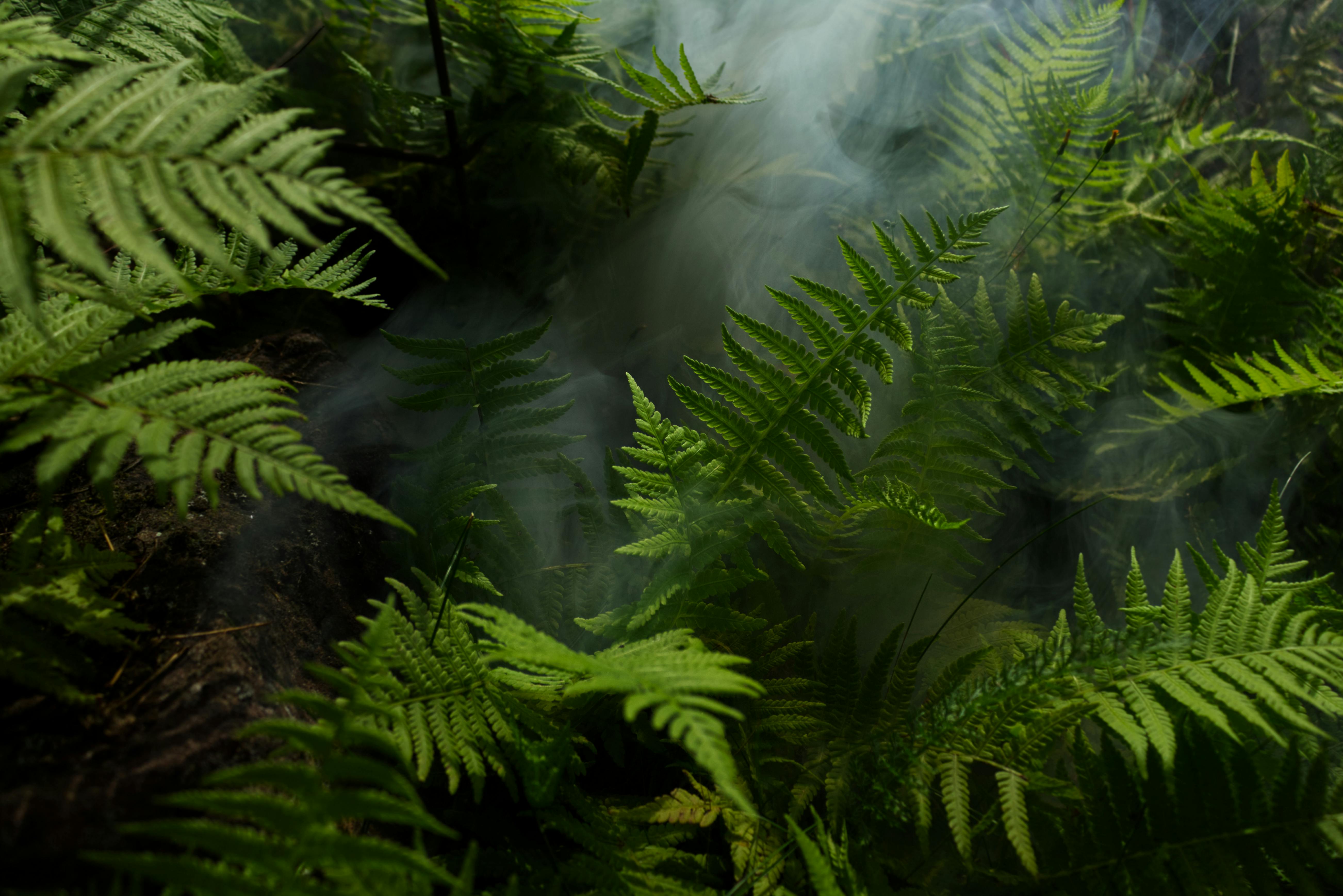 Rainforest Photos, Download The BEST Free Rainforest Stock Photos & HD  Images