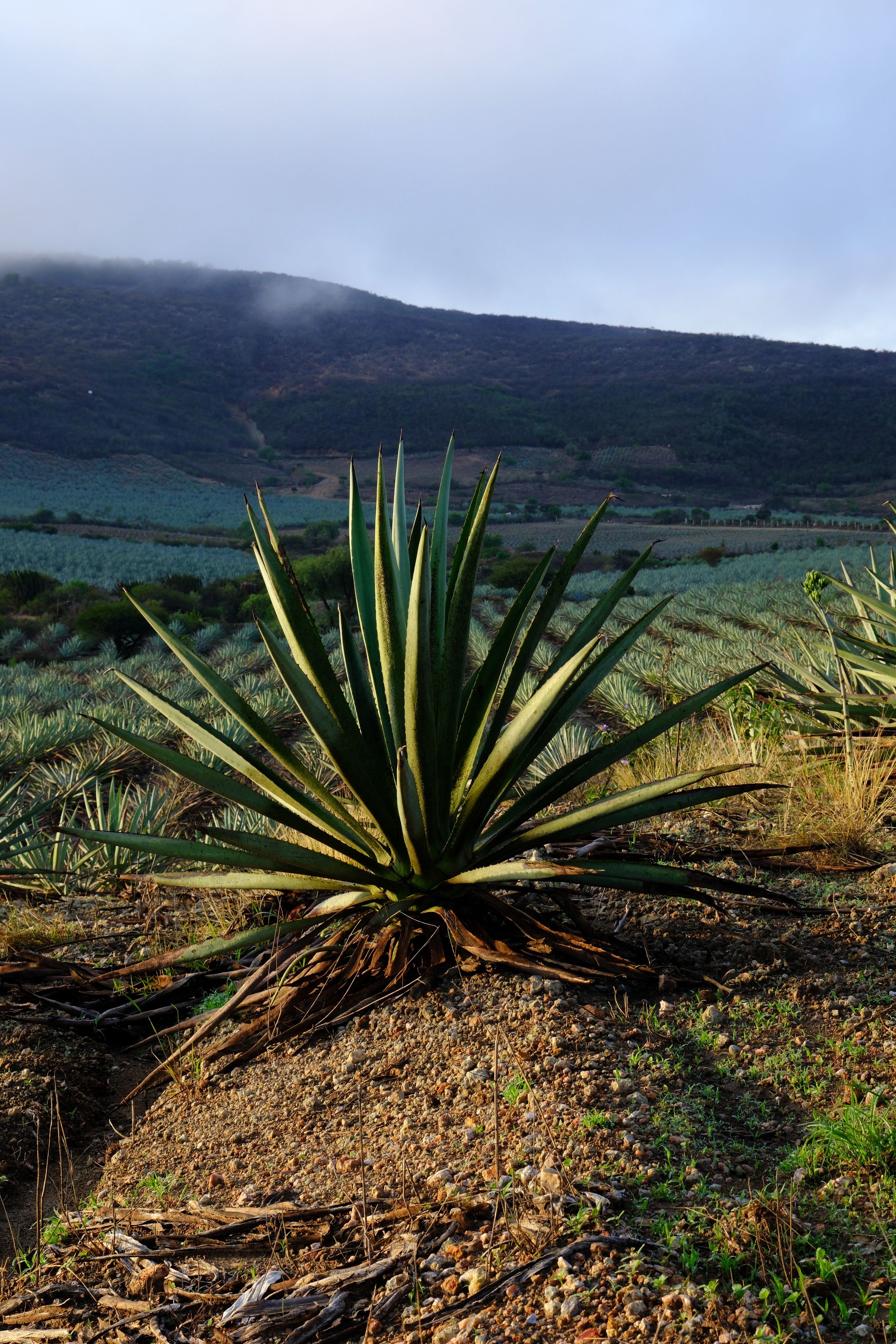 El Campo de Magueyes  Free Stock Photo