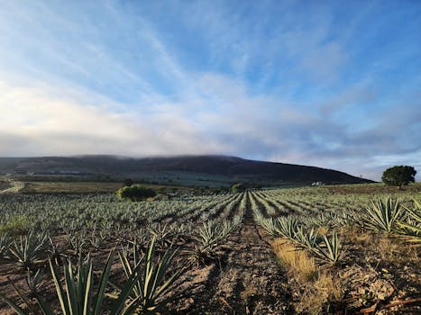 Scenic view of an agave field in Oaxaca, Mexico at sunrise with distant mountains.