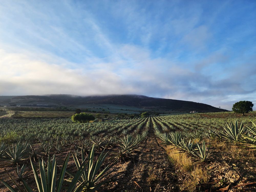 El Campo de Magueyes  Free Stock Photo