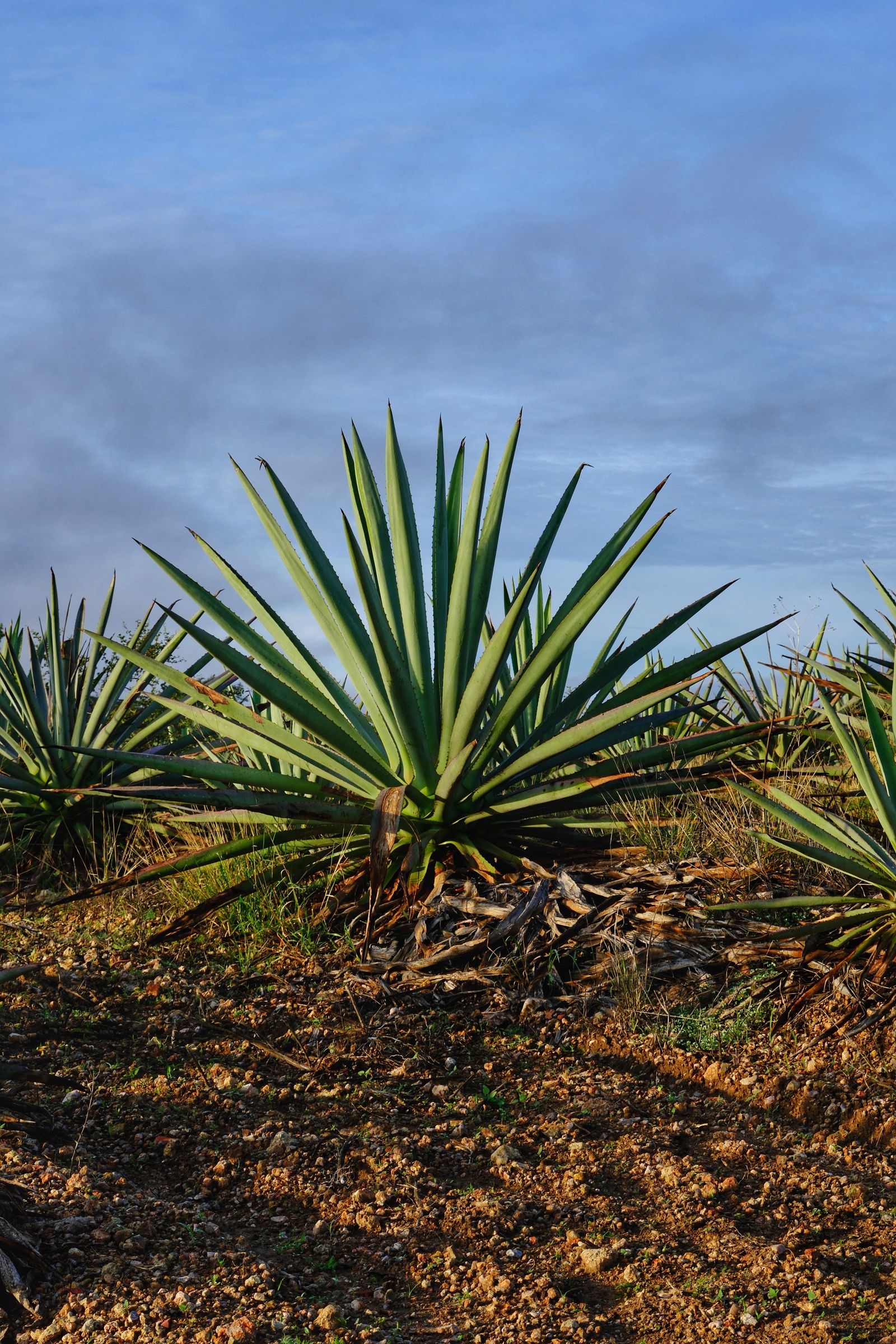 Tequila and the blue agave landscape, Jalisco