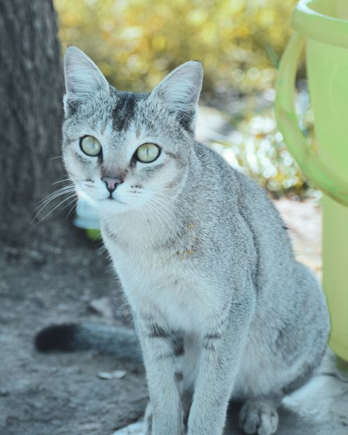 Free Close-up of a curious cat sitting outdoors with soft lighting, perfect for animal lovers. Stock Photo