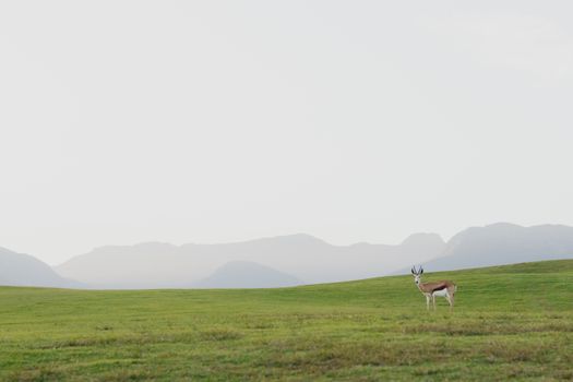 A solitary gazelle stands gracefully on a green field with misty mountains in the background.