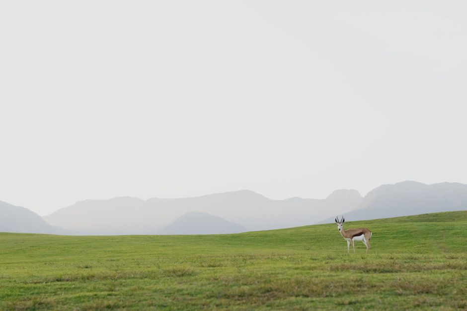 A solitary gazelle stands gracefully on a green field with misty mountains in the background.