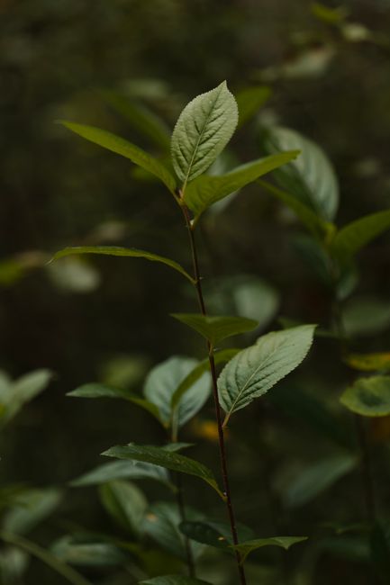 A detailed shot of vibrant green leaves, creating a serene and verdant atmosphere.