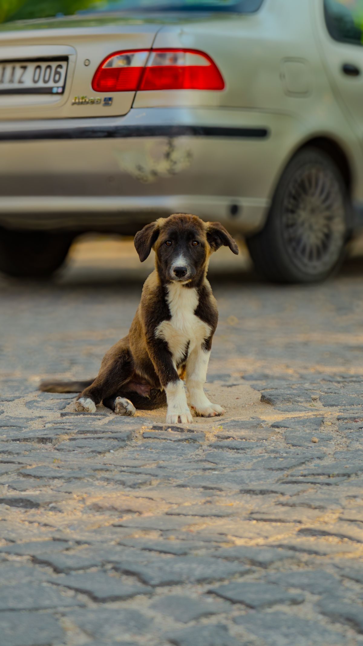 Kayıp Kedi veya Köpek Nasıl Bulunur? 2026 Arama Rehberi
