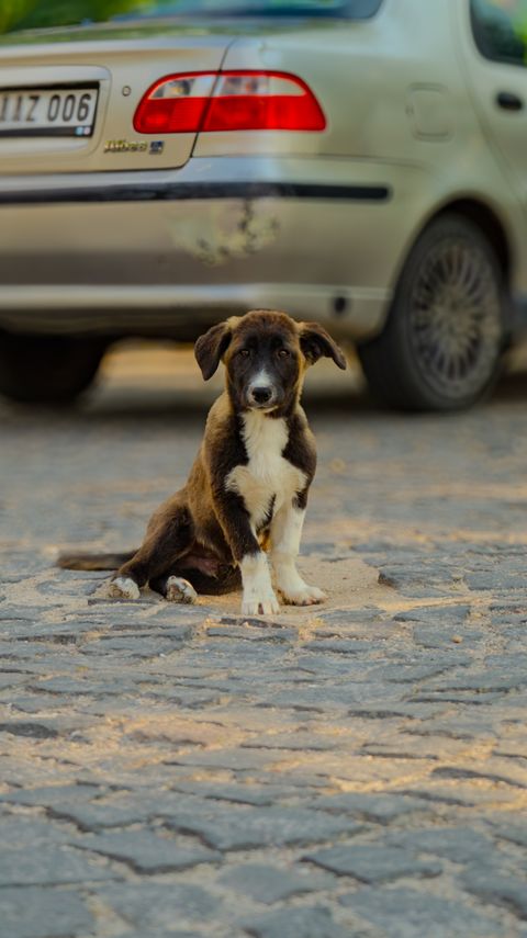 Kayıp Kedi veya Köpek Nasıl Bulunur? 2026 Arama Rehberi