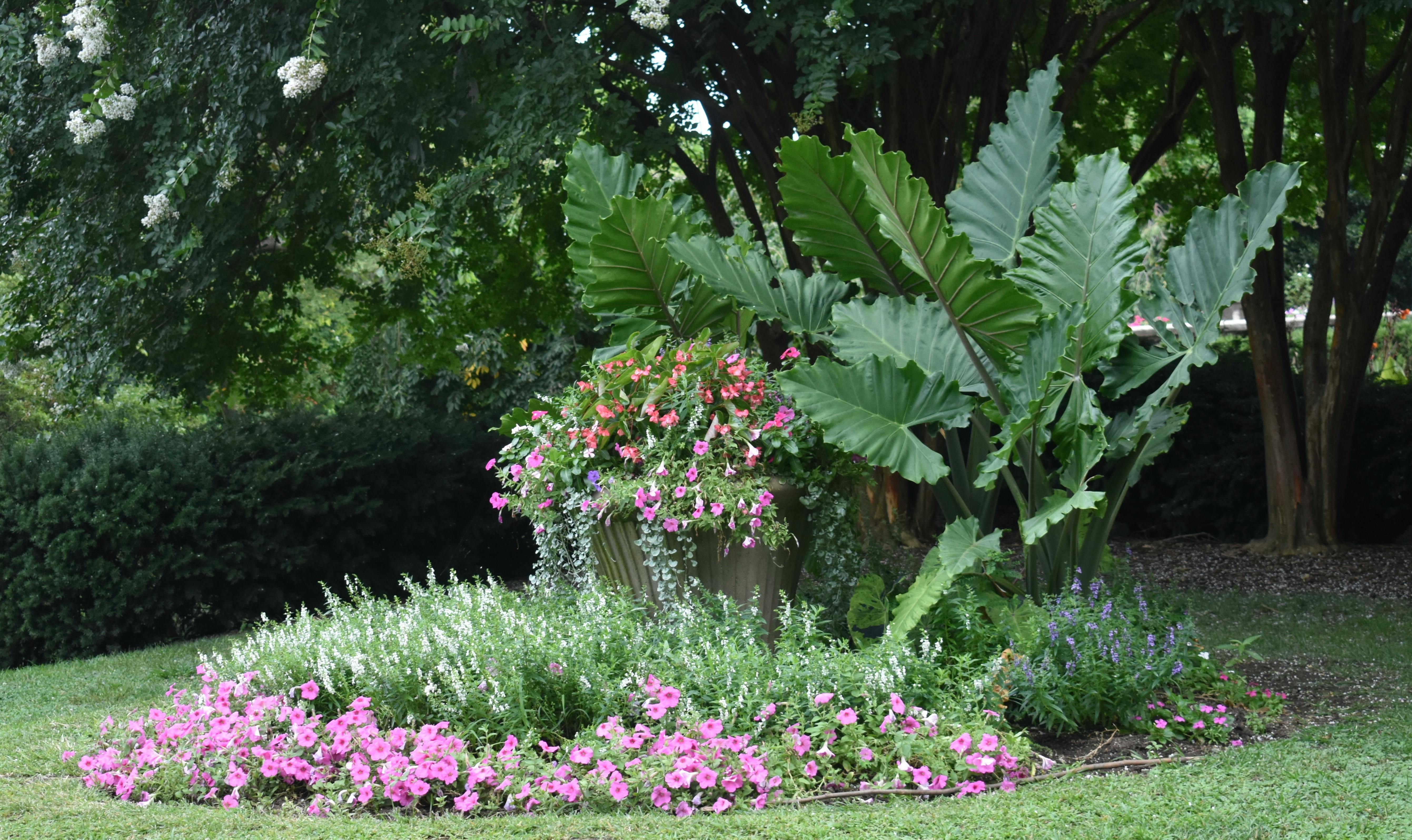 17+ Wallpaper Daun Talas - Richa Wallpaper