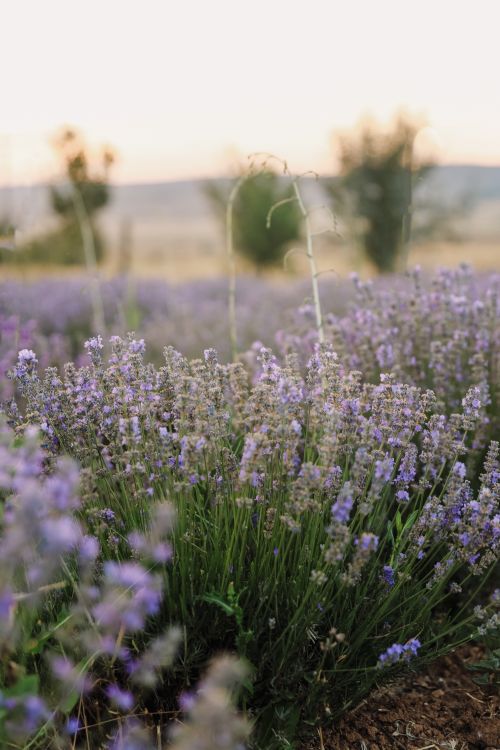Free Sunrise over a blooming lavender field in rural countryside, evoking tranquility and natural beauty. Stock Photo