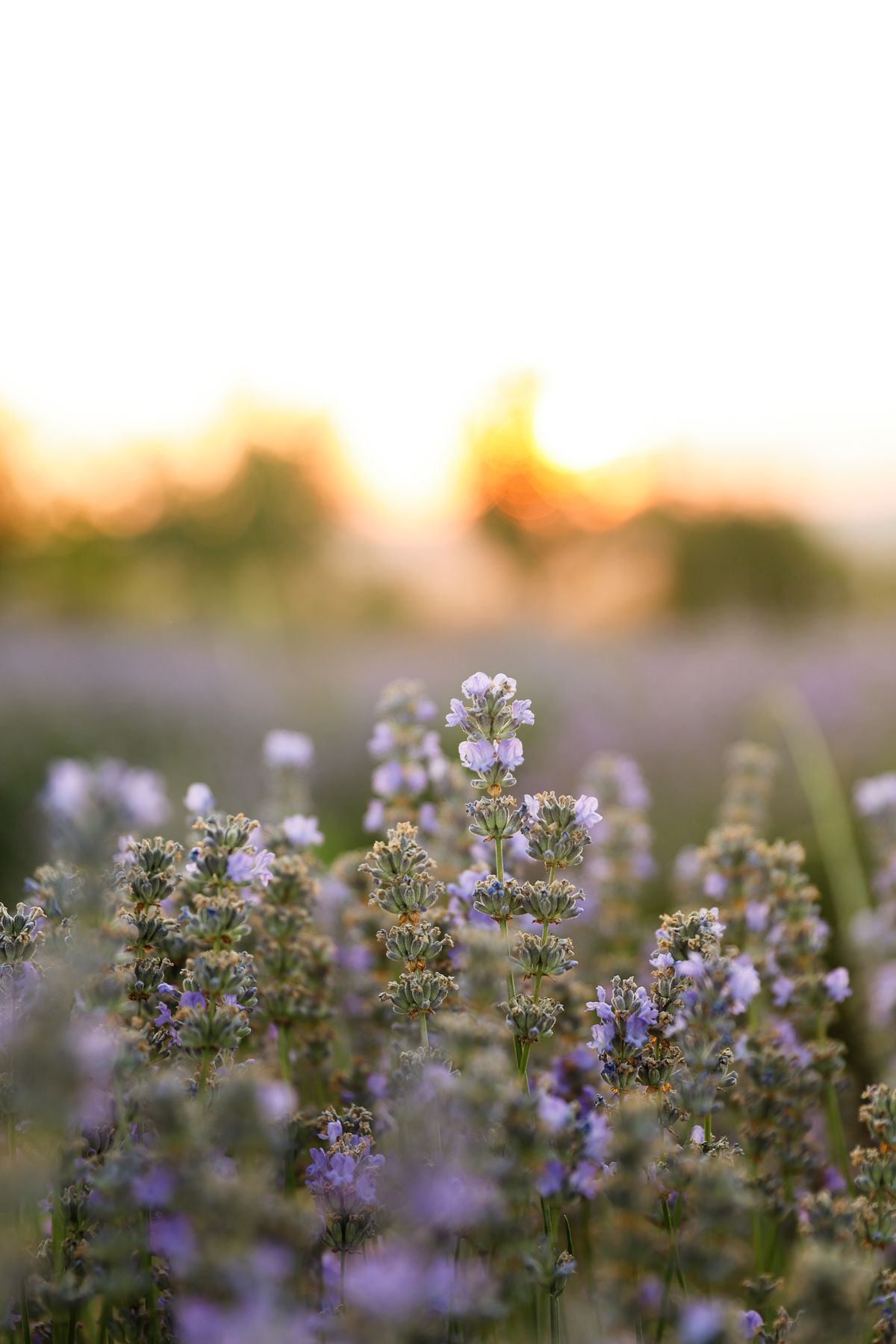 Lavender at sunset on an island