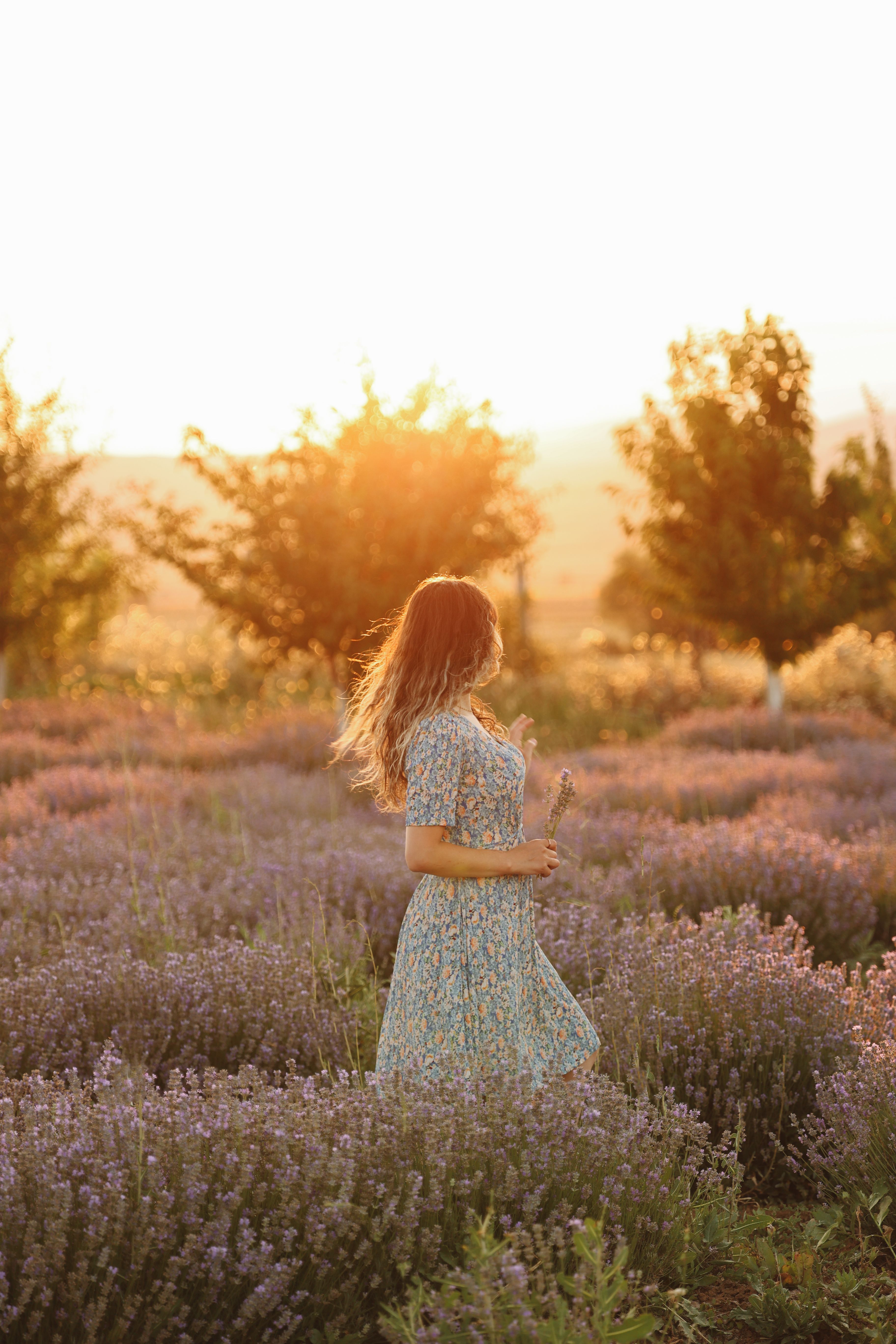 A woman in a dress walking through a field of lavender · Free Stock Photo