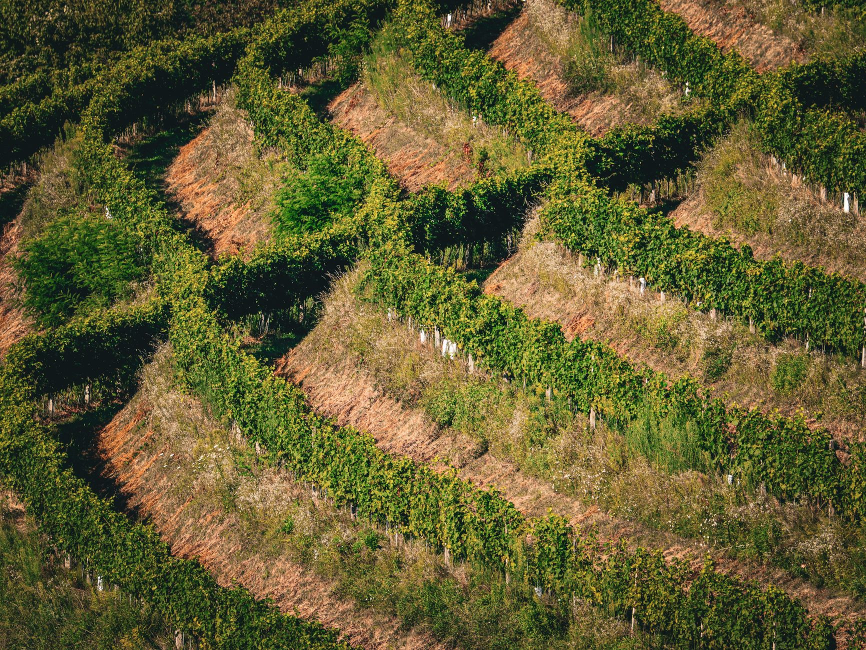 Terraced hillside vineyard above a stone village in the Cyprus wine country