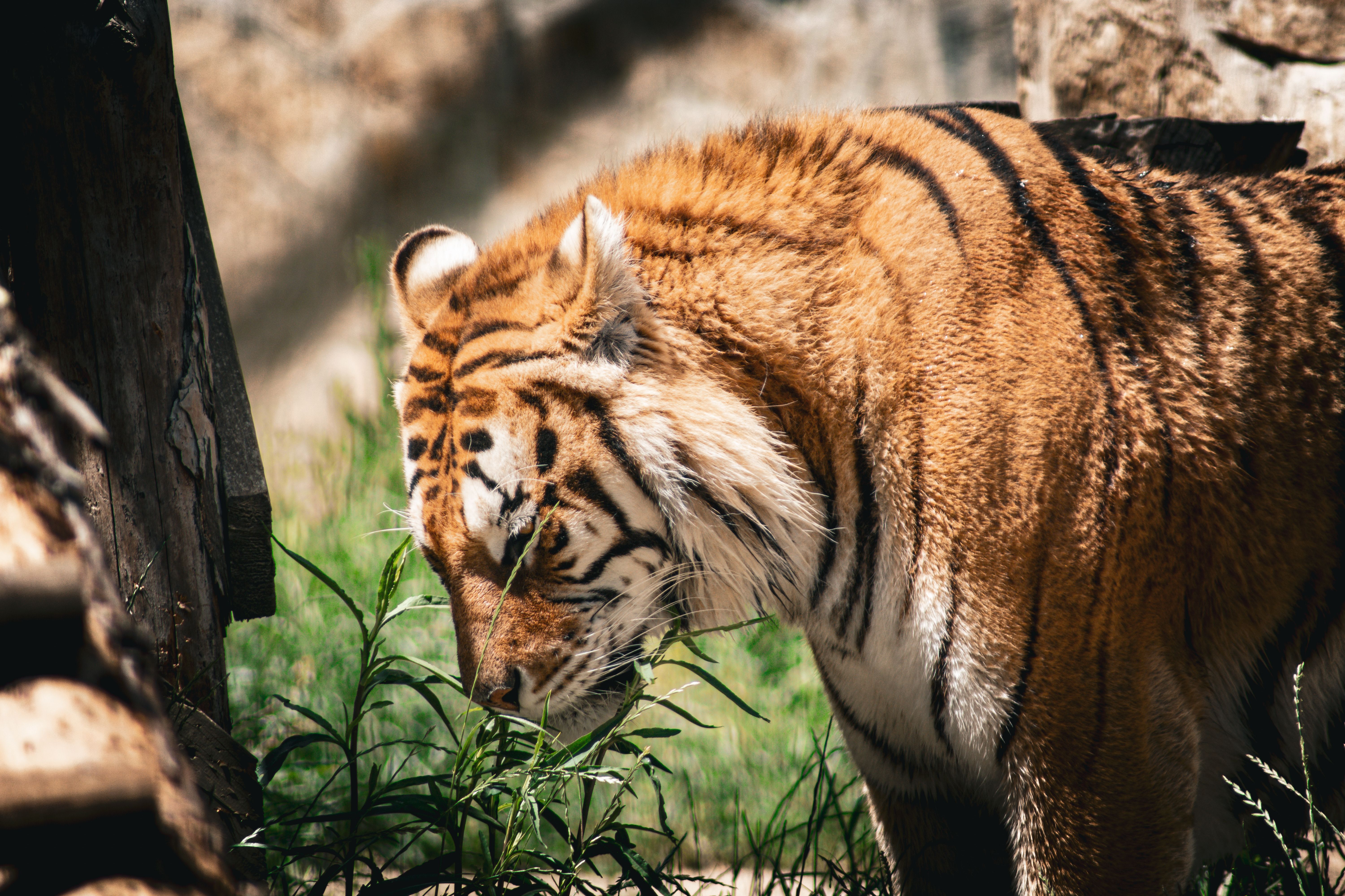 tiger fear