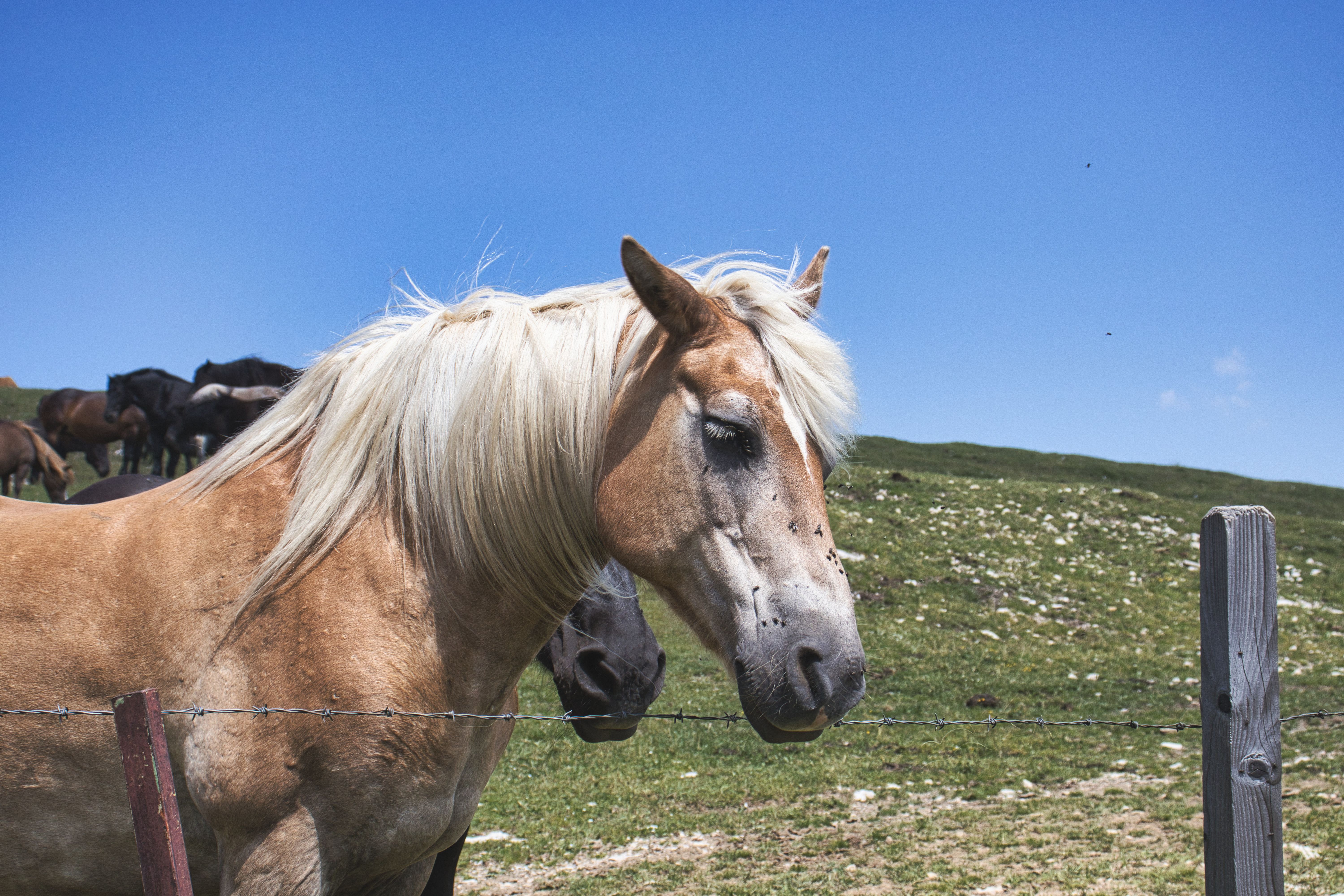 Balade Cheval : Réservez votre Sortie Équestre