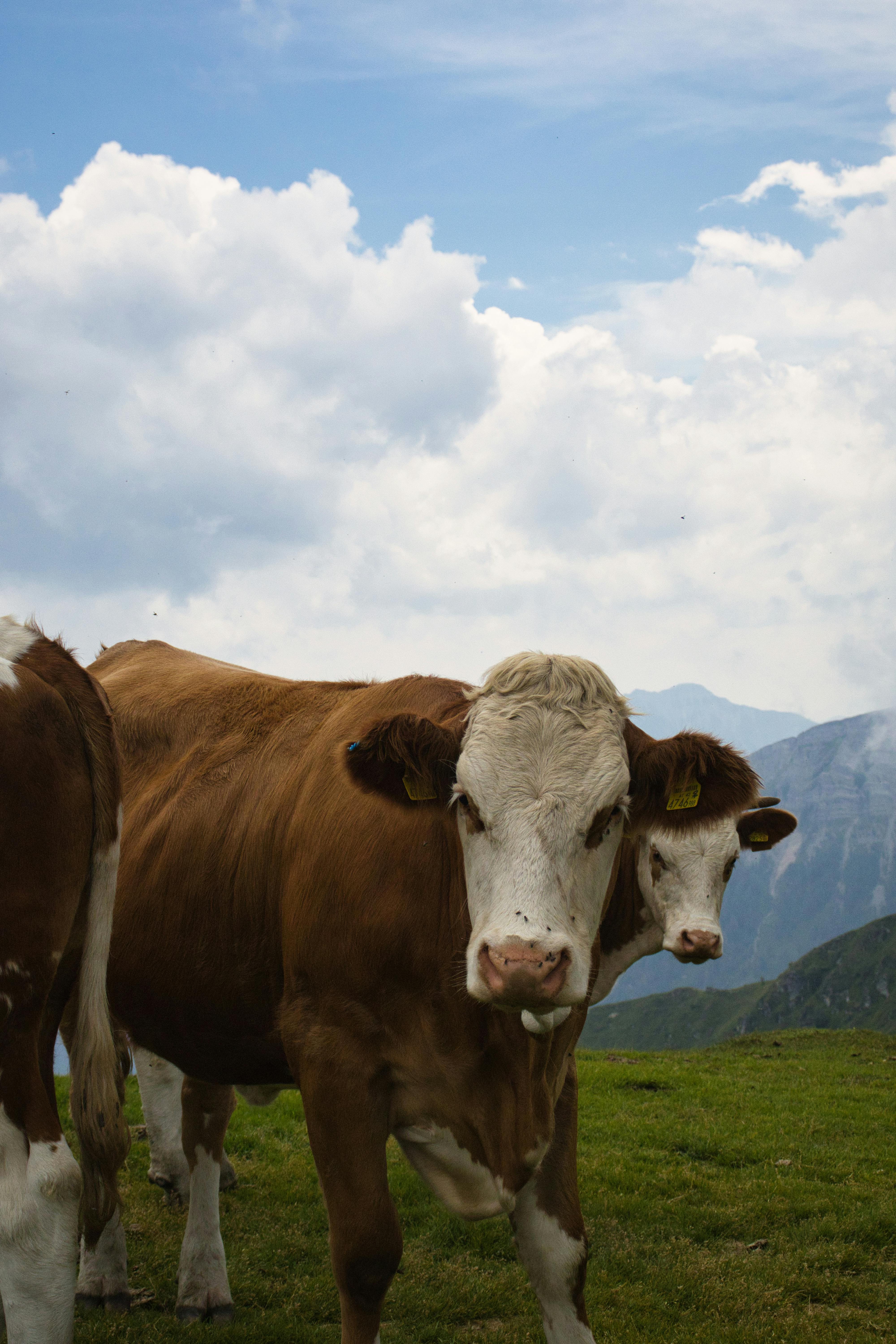 免費 @戶外, 一群動物, 下田 的 免費圖庫相片 圖庫相片