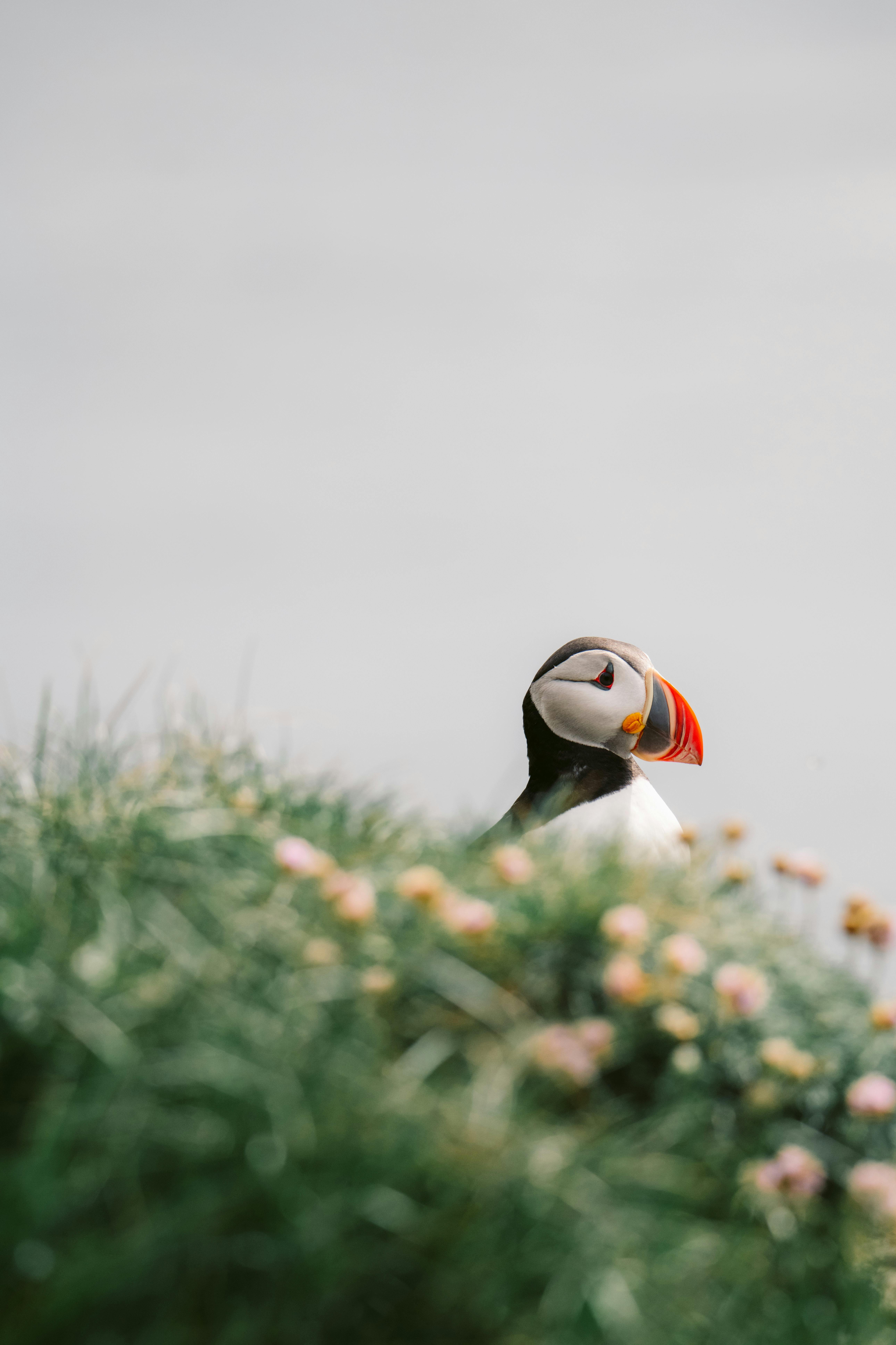 A solitary Atlantic puffin perched on a grassy cliff adorned with flowers.