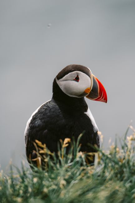A stunning Atlantic Puffin perched on a grassy clifftop in Iceland, showcasing its vibrant colors.