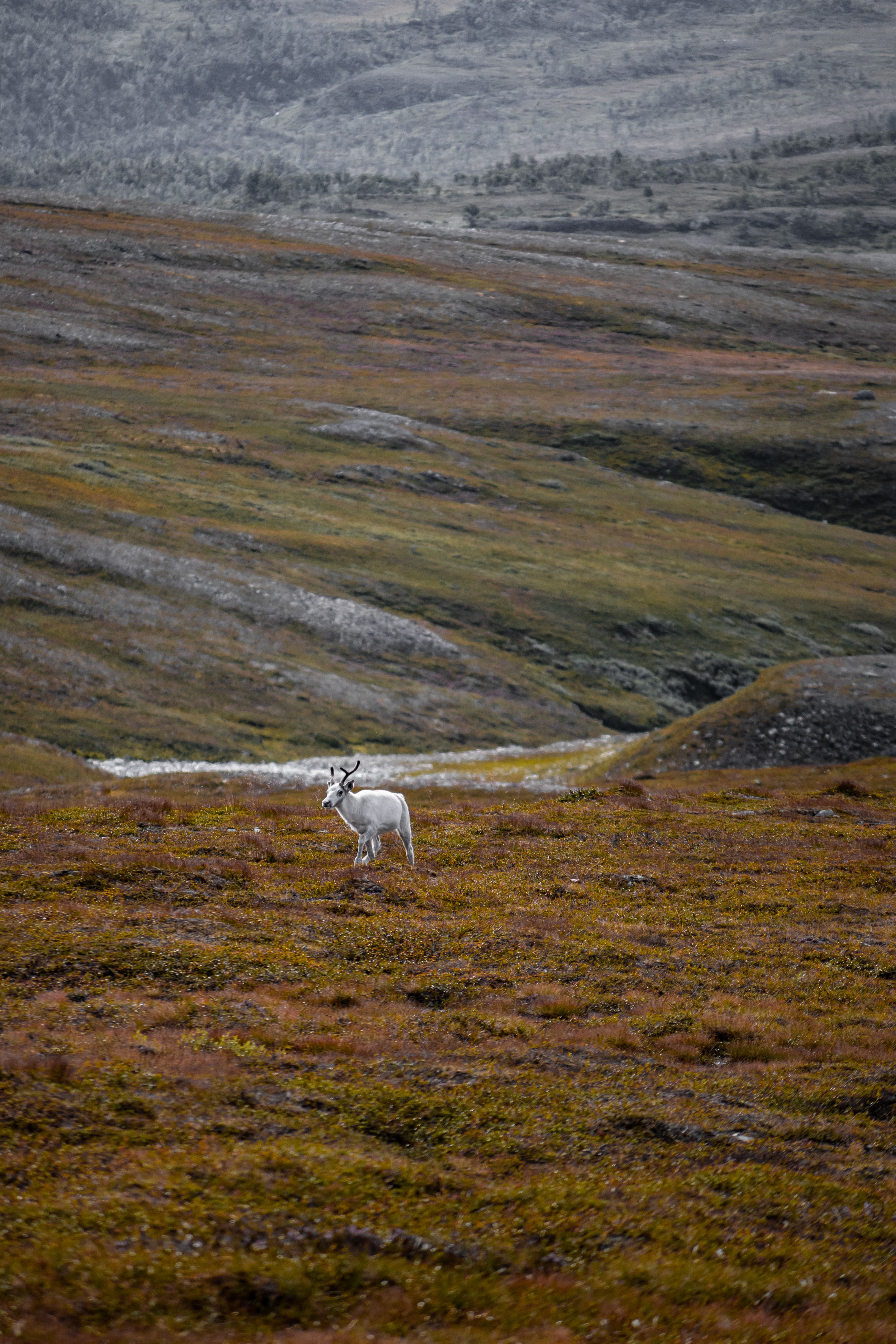 A lone reindeer standing in a vast, frosty autumn tundra landscape with rolling hills.