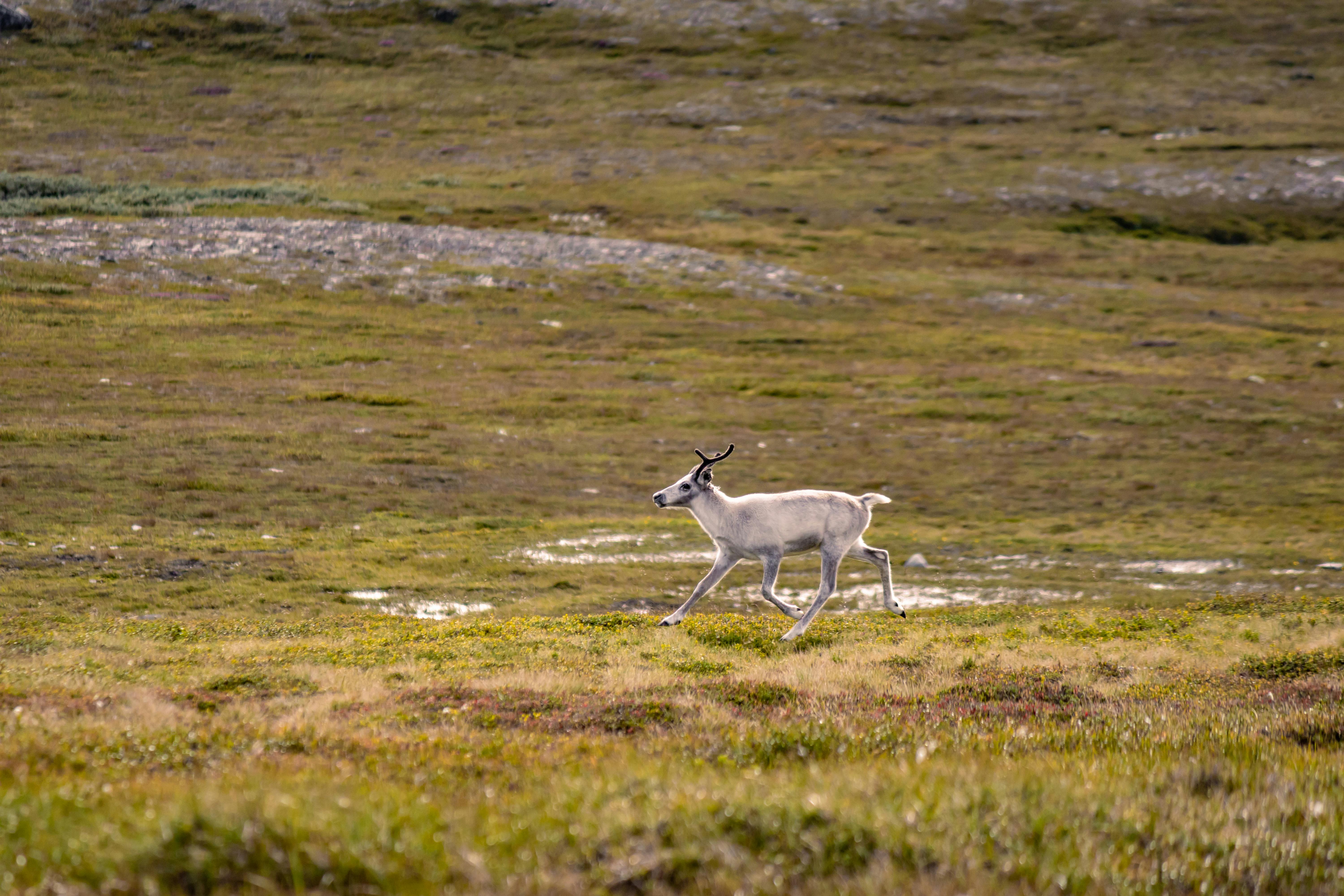 grátis Foto profissional grátis de ambiente natural, animais selvagens, animal Foto profissional