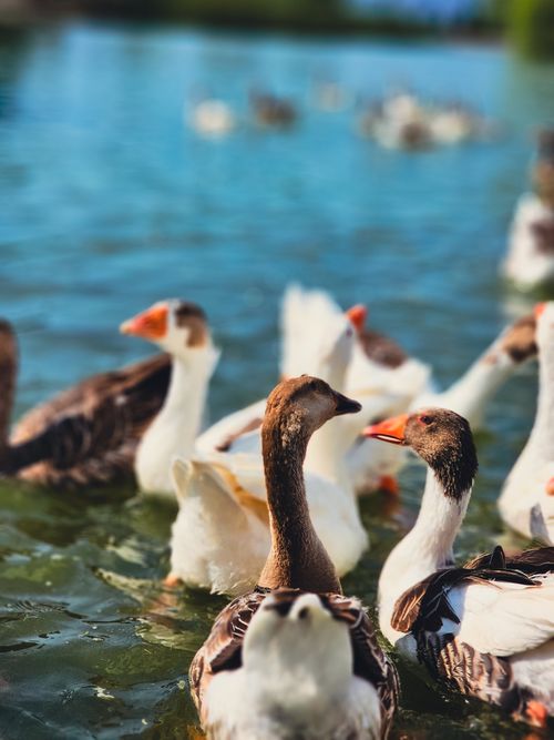 Free A serene scene of geese swimming on a clear blue lake. Perfect for nature lovers. Stock Photo