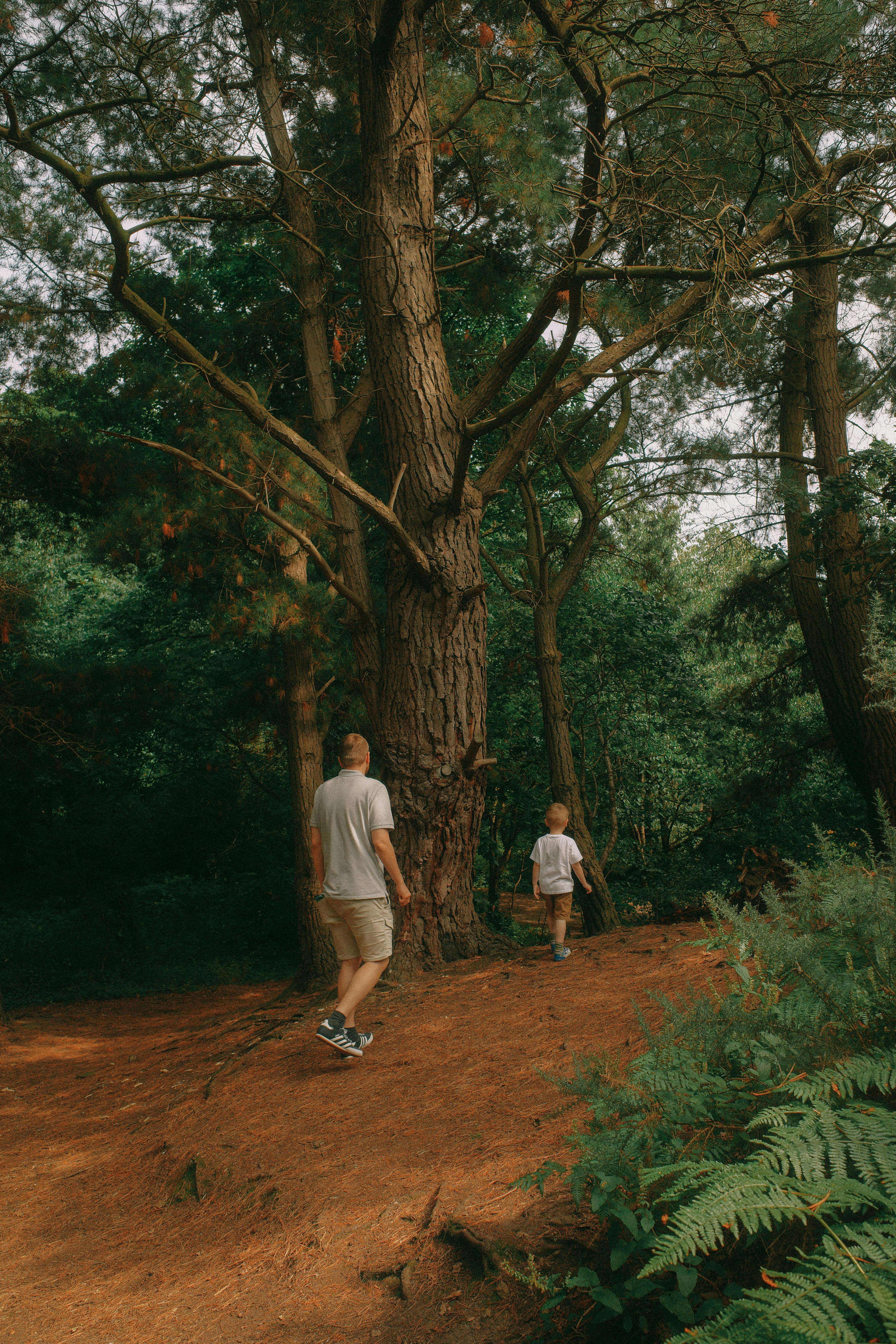 Father and young son walking on a peaceful forest trail surrounded by tall trees during daylight.