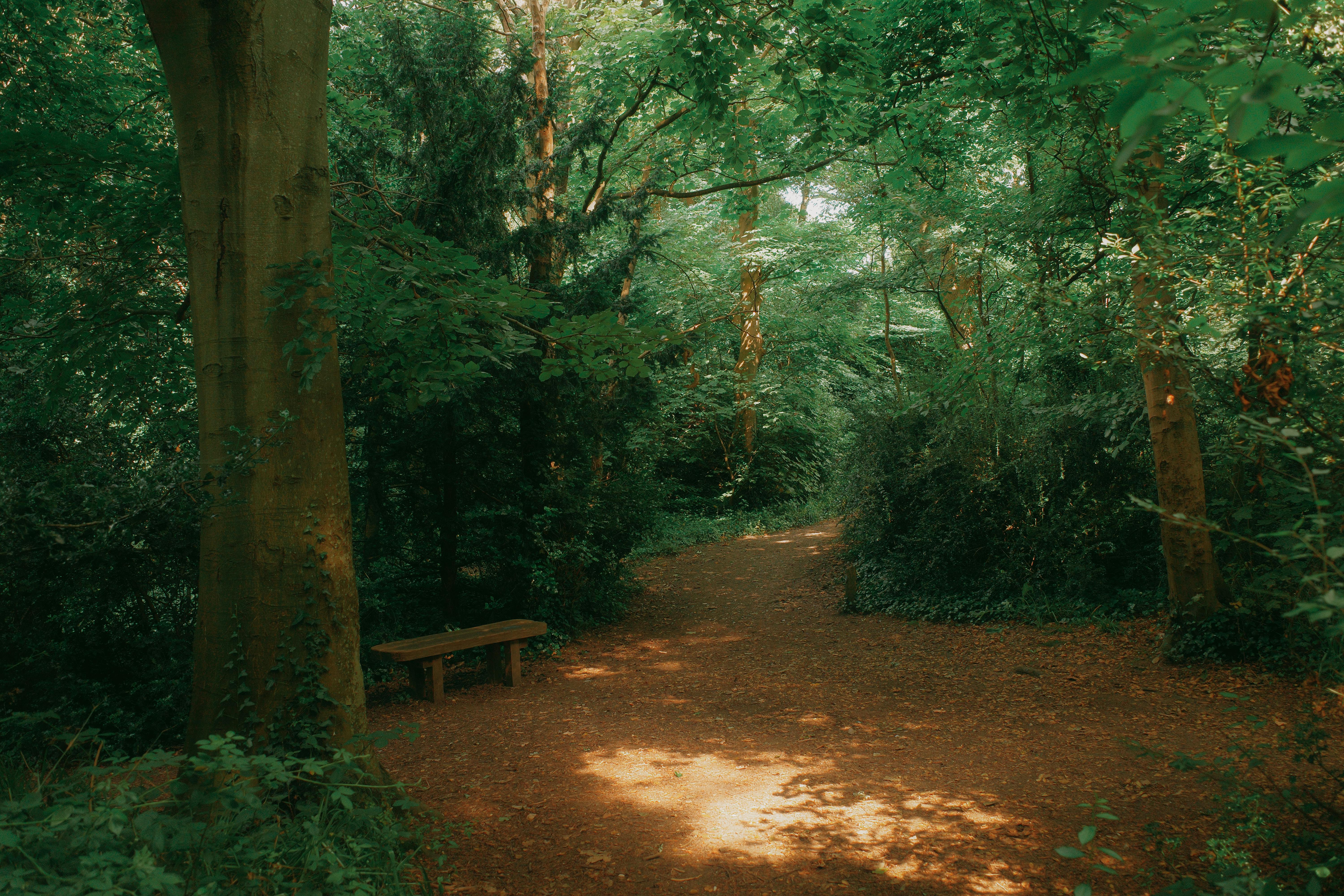 A peaceful forest trail with a wooden bench under dappled sunlight, surrounded by lush green trees.