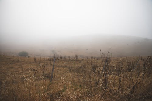 Free stock photo of field, fog, hey