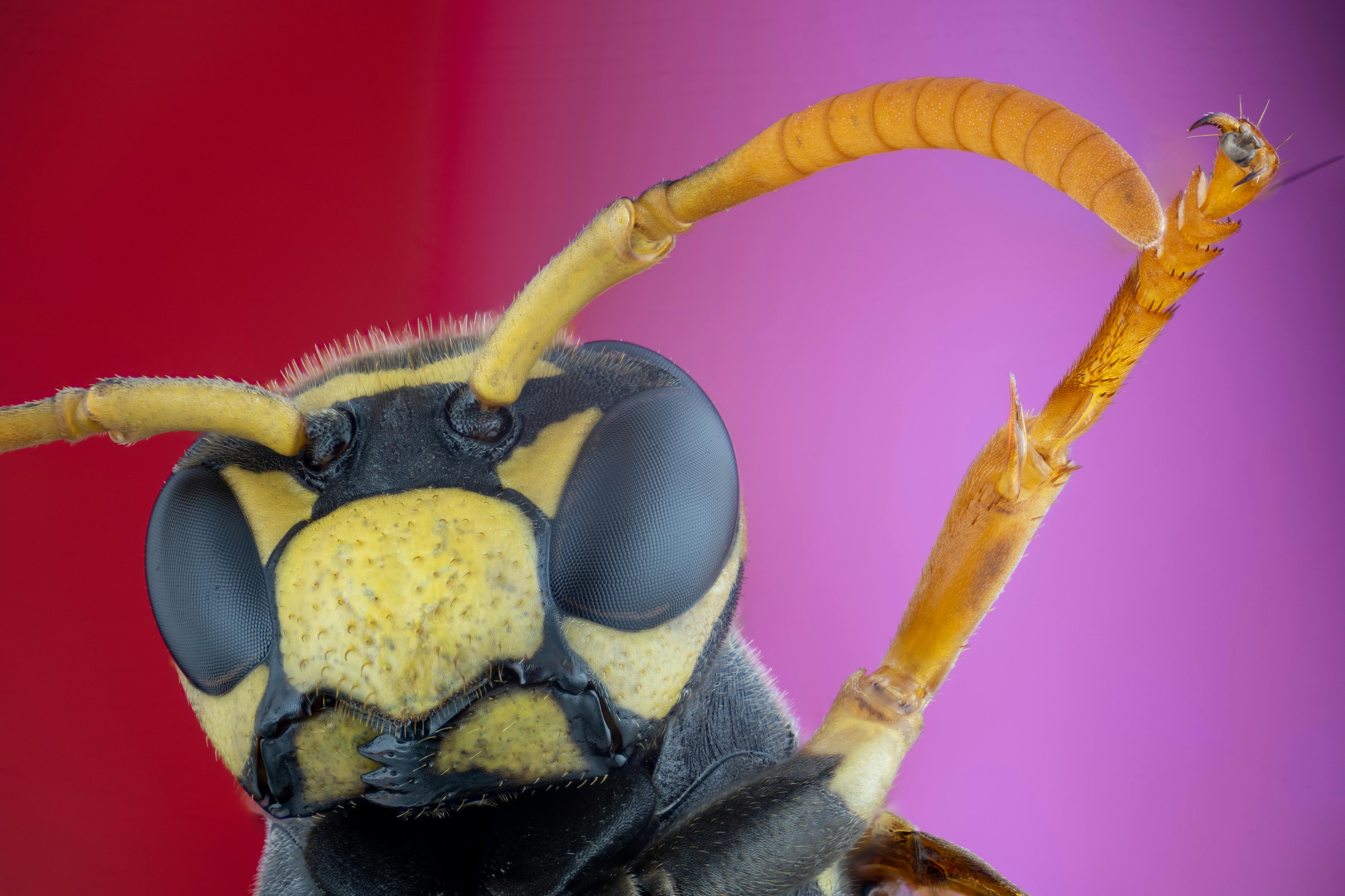 Photos gratuites de 4x, animalia, antenne