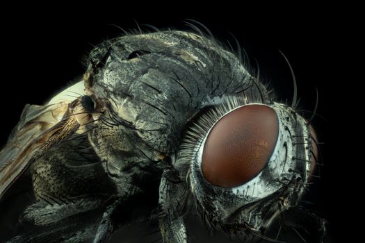 Close-up macro image of a house fly showcasing eye and body texture.