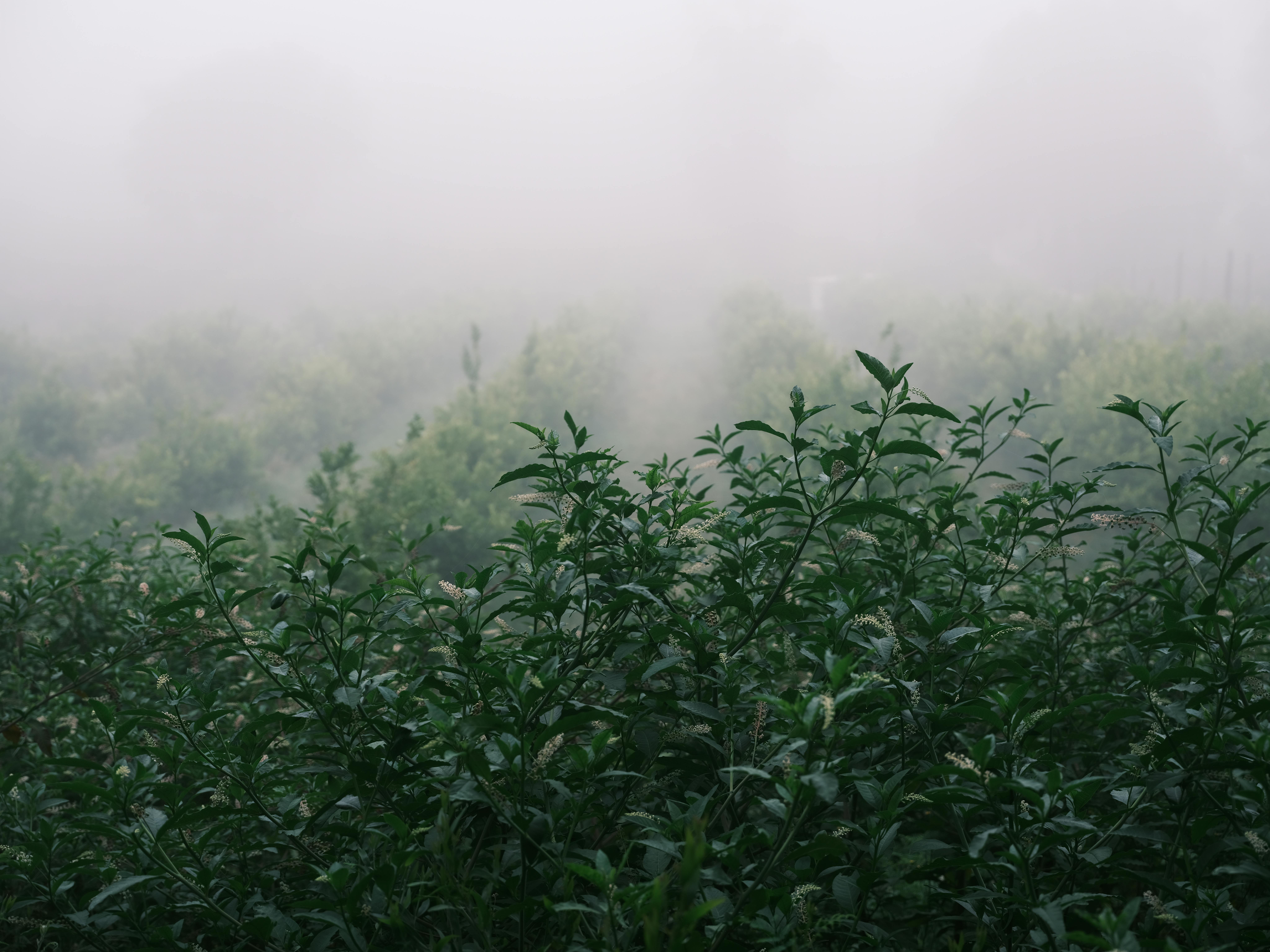 A serene view of lush green plants in a foggy field during early morning.