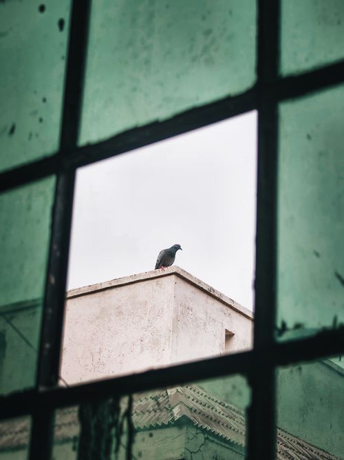 Free A lone pigeon sits on a city rooftop seen through green tinted window panes. Stock Photo